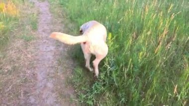 Beyaz labrador. Beyaz Labrador Retriever yerde uyuyor. Labrador av köpeği kafasını dışarıdaki yeşil çimlerde sallıyor. Evcil hayvanlar dışarıda oynuyor. Avcı köpeği doğada yürür..