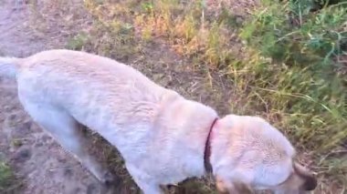 Beyaz labrador. Beyaz Labrador Retriever yerde uyuyor. Labrador av köpeği kafasını dışarıdaki yeşil çimlerde sallıyor. Evcil hayvanlar dışarıda oynuyor. Avcı köpeği doğada yürür..