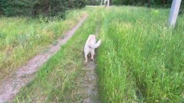Beyaz labrador. Beyaz Labrador Retriever yerde uyuyor. Labrador av köpeği kafasını dışarıdaki yeşil çimlerde sallıyor. Evcil hayvanlar dışarıda oynuyor. Avcı köpeği doğada yürür..