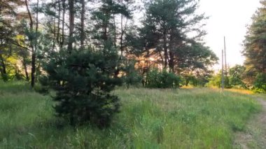 Çam ormanı. Ukrayna. Ormanda gün batımında güneş. Çam ormanında şafak vakti. uzun çam ağaçları.