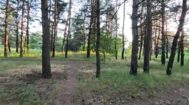 Çam ormanı. Ukrayna. Ormanda gün batımında güneş. Çam ormanında şafak vakti. uzun çam ağaçları.