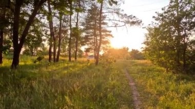 Çam ormanı. Ukrayna. Ormanda gün batımında güneş. Çam ormanında şafak vakti. uzun çam ağaçları.