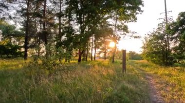 Çam ormanı. Ukrayna. Ormanda gün batımında güneş. Çam ormanında şafak vakti. uzun çam ağaçları.