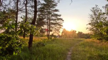 Çam ormanı. Ukrayna. Ormanda gün batımında güneş. Çam ormanında şafak vakti. uzun çam ağaçları.