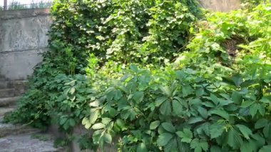 Hop! Duvar şerbetçiotuyla kaplıydı. Beton merdivenler ve zıplamalar. sekme yaprakları