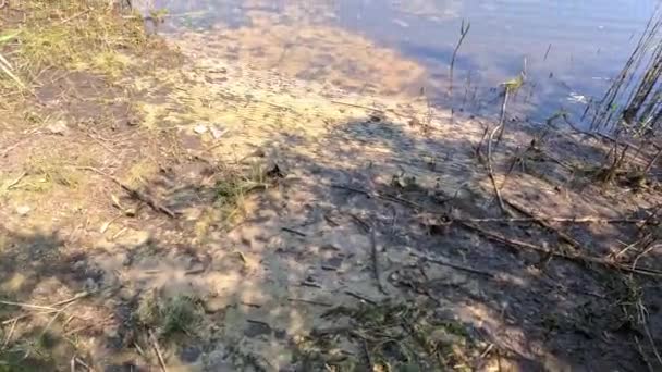 Dnepr Folyó Ukrajnában Árvíz Folyón Ökológiai Katasztrófa Volt Árvíz Aszály — Stock videók