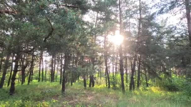 Kiefernwald Ukraine Die Sonne Bei Sonnenuntergang Wald Morgendämmerung Kiefernwald Hohe — Stockvideo