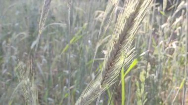 Buğday kulakları ve arka planda bulanık buğday görüntüsü. Sıradan buğday tarlası. Seçici bir şekilde konuya odaklan. Geçmişi bulanık bir arpa. hecelenmiş. Einkorn buğdayı. yeme kavramı.