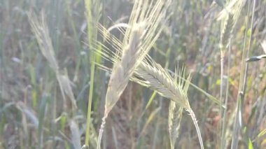 Buğday kulakları ve arka planda bulanık buğday görüntüsü. Sıradan buğday tarlası. Seçici bir şekilde konuya odaklan. Geçmişi bulanık bir arpa. hecelenmiş. Einkorn buğdayı. yeme kavramı.