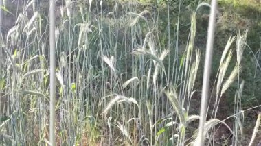 Buğday kulakları ve arka planda bulanık buğday görüntüsü. Sıradan buğday tarlası. Seçici bir şekilde konuya odaklan. Geçmişi bulanık bir arpa. hecelenmiş. Einkorn buğdayı. yeme kavramı.