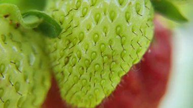 Çilek büyük planorm. Çilek taneleri. makro çilek.