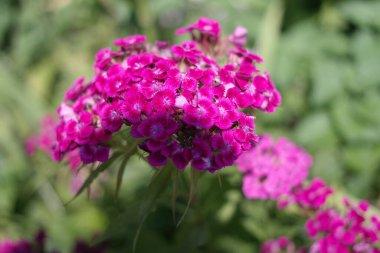 Pembe karanfil. Çin karanfili. Çin karanfili pembe / Çin karanfillerinin güzel çiçekleri yaklaşır