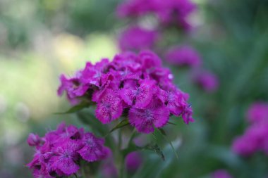 Pembe karanfil. Çin karanfili. Çin karanfili pembe / Çin karanfillerinin güzel çiçekleri yaklaşır