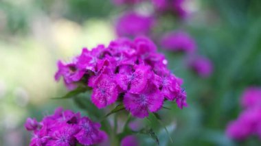 Pembe karanfil. Çin karanfili. Çin karanfili pembe / Çin karanfillerinin güzel çiçekleri yaklaşır