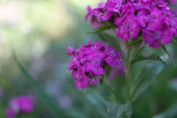 pink carnation. Chinese carnation. Chinese carnation pink/Beautiful flowers of Chinese cloves close up