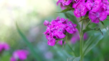 Pembe karanfil. Çin karanfili. Çin karanfili pembe / Çin karanfillerinin güzel çiçekleri yaklaşır