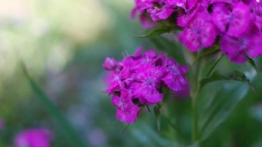 Pembe karanfil. Çin karanfili. Çin karanfili pembe / Çin karanfillerinin güzel çiçekleri yaklaşır