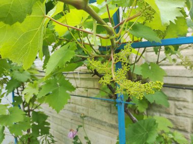 Genç üzümler. Üzümler çiçek açar. yeşil yapraklar ve üzümler.