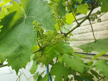 Genç üzümler. Üzümler çiçek açar. yeşil yapraklar ve üzümler.