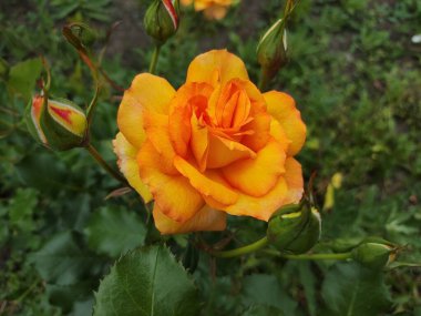 Güzel büyük turuncu bir gül. Sarı gül. gül çalısı.
