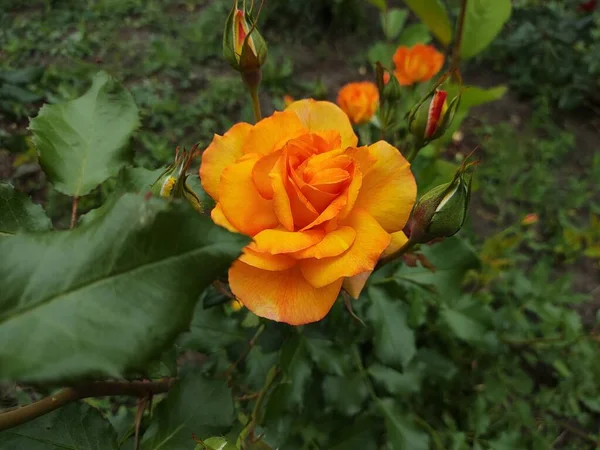 Όμορφο Μεγάλο Πορτοκαλί Τριαντάφυλλο Κίτρινο Τριαντάφυλλο Τριανταφυλλιά — Φωτογραφία Αρχείου