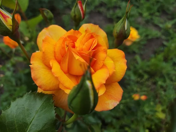 Όμορφο Μεγάλο Πορτοκαλί Τριαντάφυλλο Κίτρινο Τριαντάφυλλο Τριανταφυλλιά — Φωτογραφία Αρχείου