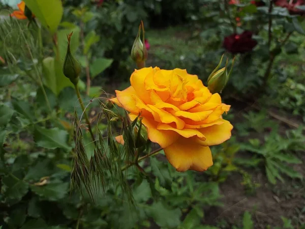 beautiful big orange rose. yellow rose. rose bush.