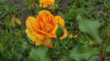 Güzel büyük turuncu bir gül. Sarı gül. gül çalısı.