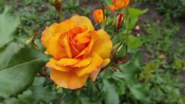 Güzel büyük turuncu bir gül. Sarı gül. gül çalısı.