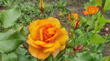 Güzel büyük turuncu bir gül. Sarı gül. gül çalısı.