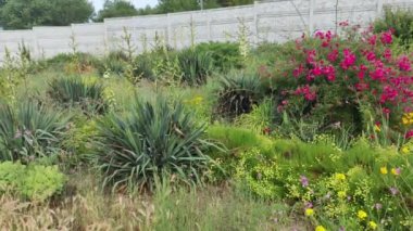 Yazın kır çiçekleri. Yerde basit çiçekler. Birçok farklı yaz çiçekleri.