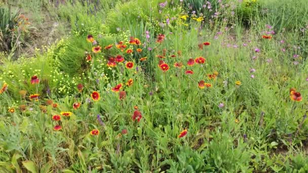 Καλοκαιρινά Αγριολούλουδα Απλά Λουλούδια Στο Έδαφος Πολλά Διαφορετικά Αγριολούλουδα Του — Αρχείο Βίντεο