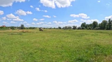 Tarlaları ve atları olan doğal bir manzara. Atlar sahada. Yeşil tarla ve güzel gökyüzü. Beyaz olakalar sahada. Otlak. Çimlerin üzerinde atlar.