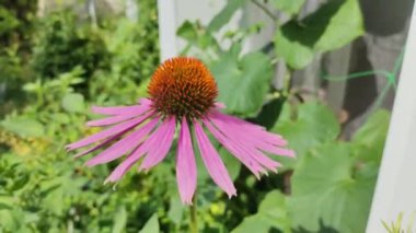 Ekinezya Purpurea - Yazın Çiçek Tarlasında Pembe Koni Çiçeği. - Yaklaş, eğil. Echinacea Purpurea çiçekleri, Mor Coneflower tarlası, seçici odak.