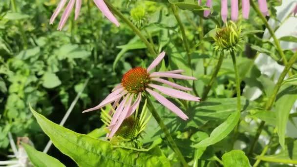 Echinacea Purpurea Pink Coneflower Flower Field Summer Close Tilt Echinacea — Stock Video