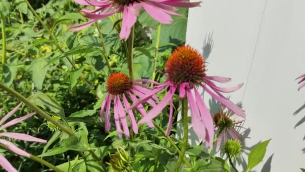 Echinacea Purpurea Pink Coneflower Flower Field Summer Dalam Bahasa Inggris — Stok Video