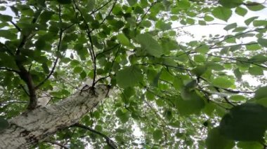 Gökyüzüne karşı huş dalları. Huş yaprağı ve tomurcukları. Ağaç dalları ve gökyüzü.
