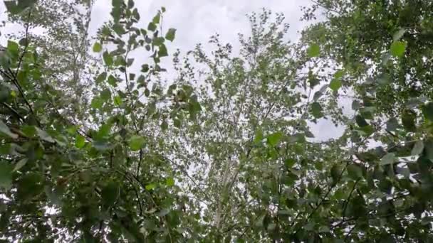 Gałęzie Brzozy Niebie Liście Brzozy Pąki Gałęzie Drzew Niebo — Wideo stockowe