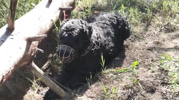 Câine Negru Într Bot Terrier Negru Câine Negru Mare Câine — Videoclip de stoc