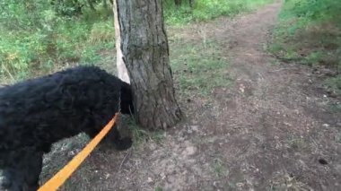 Siyah Teriyer. Bir köpekle ormanda yürü. Tasmalı bir köpek. Büyük siyah köpek..