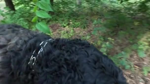 Terrier Negro Pasear Por Bosque Con Perro Perro Con Una — Vídeos de Stock