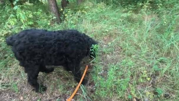 Чорний Тер Гуляти Лісу Собакою Собака Повідку Великий Чорний Собака — стокове відео