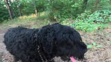Siyah Teriyer. Bir köpekle ormanda yürü. Tasmalı bir köpek. Büyük siyah köpek..
