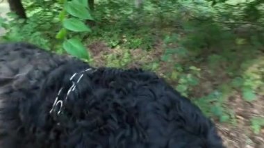 Siyah Teriyer. Bir köpekle ormanda yürü. Tasmalı bir köpek. Büyük siyah köpek..