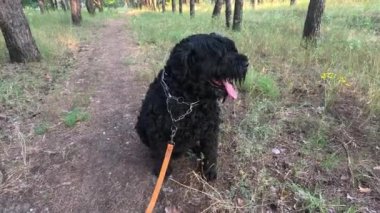 Siyah Teriyer. Bir köpekle ormanda yürü. Tasmalı bir köpek. Büyük siyah köpek..