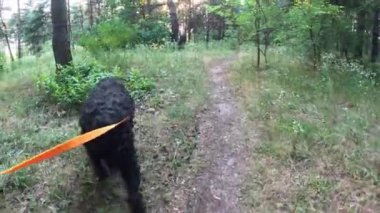 Siyah Teriyer. Bir köpekle ormanda yürü. Tasmalı bir köpek. Büyük siyah köpek..