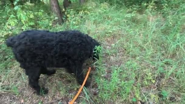 Czarny Terrier Spacer Lesie Psem Pies Smyczy Duży Czarny Pies — Wideo stockowe