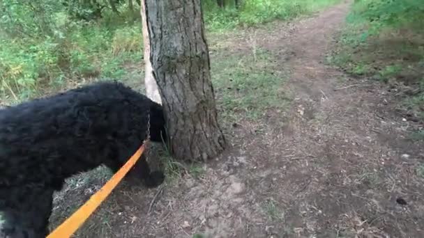 Fekete Terrier Sétálj Erdőn Egy Kutyával Kutya Pórázon Nagy Fekete — Stock videók