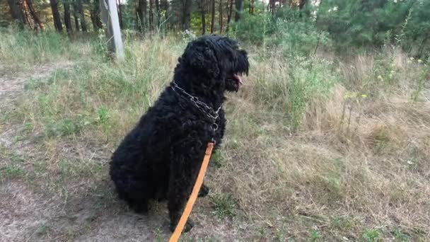 Czarny Terrier Spacer Lesie Psem Pies Smyczy Duży Czarny Pies — Wideo stockowe