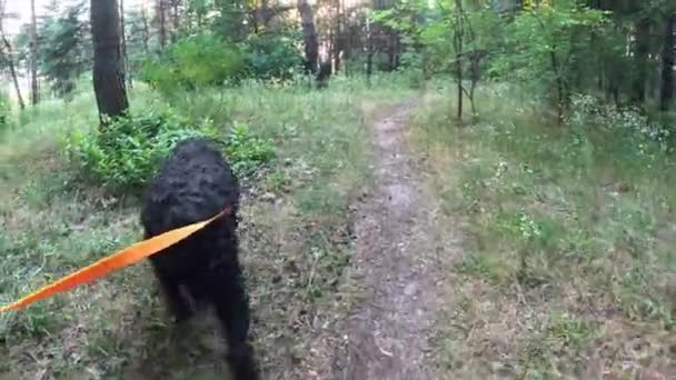 Svart Terrier Genom Skogen Med Hund Hund Koppel Stor Svart — Stockvideo